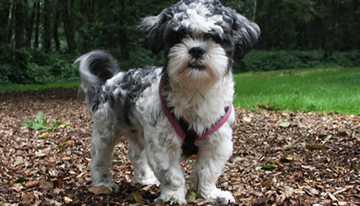 paco 25308 2 500x500