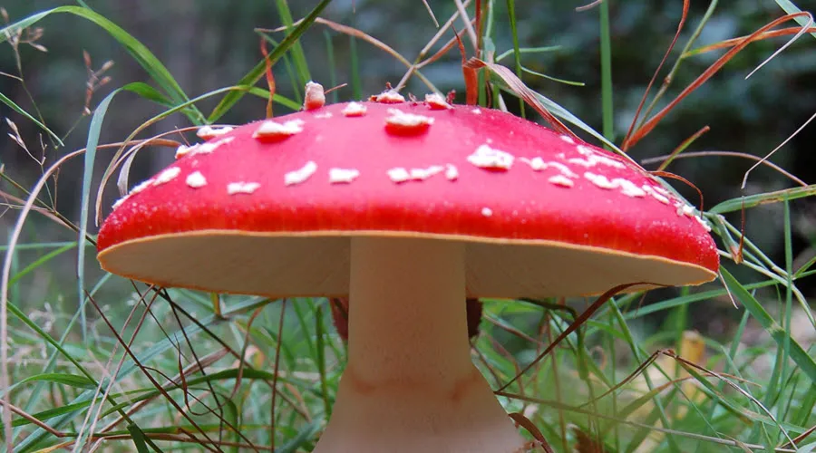 paddenstoelentocht karin otermann