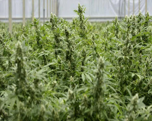 pco5t1yxj2j562irabhvnpmug 187169