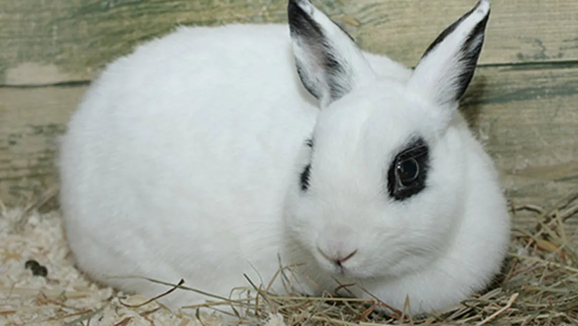 perdi dierentehuis arnhem en omstreken