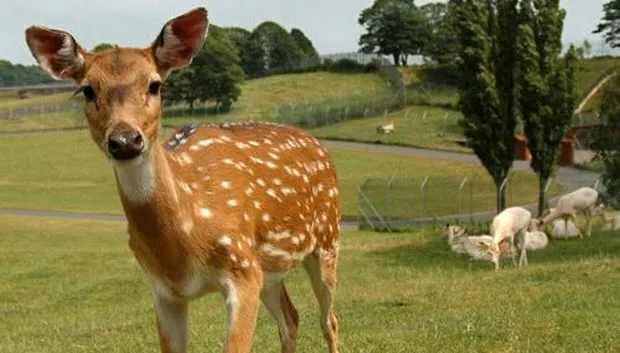 pf0a1dfaittq491lps0gukek6 hqree