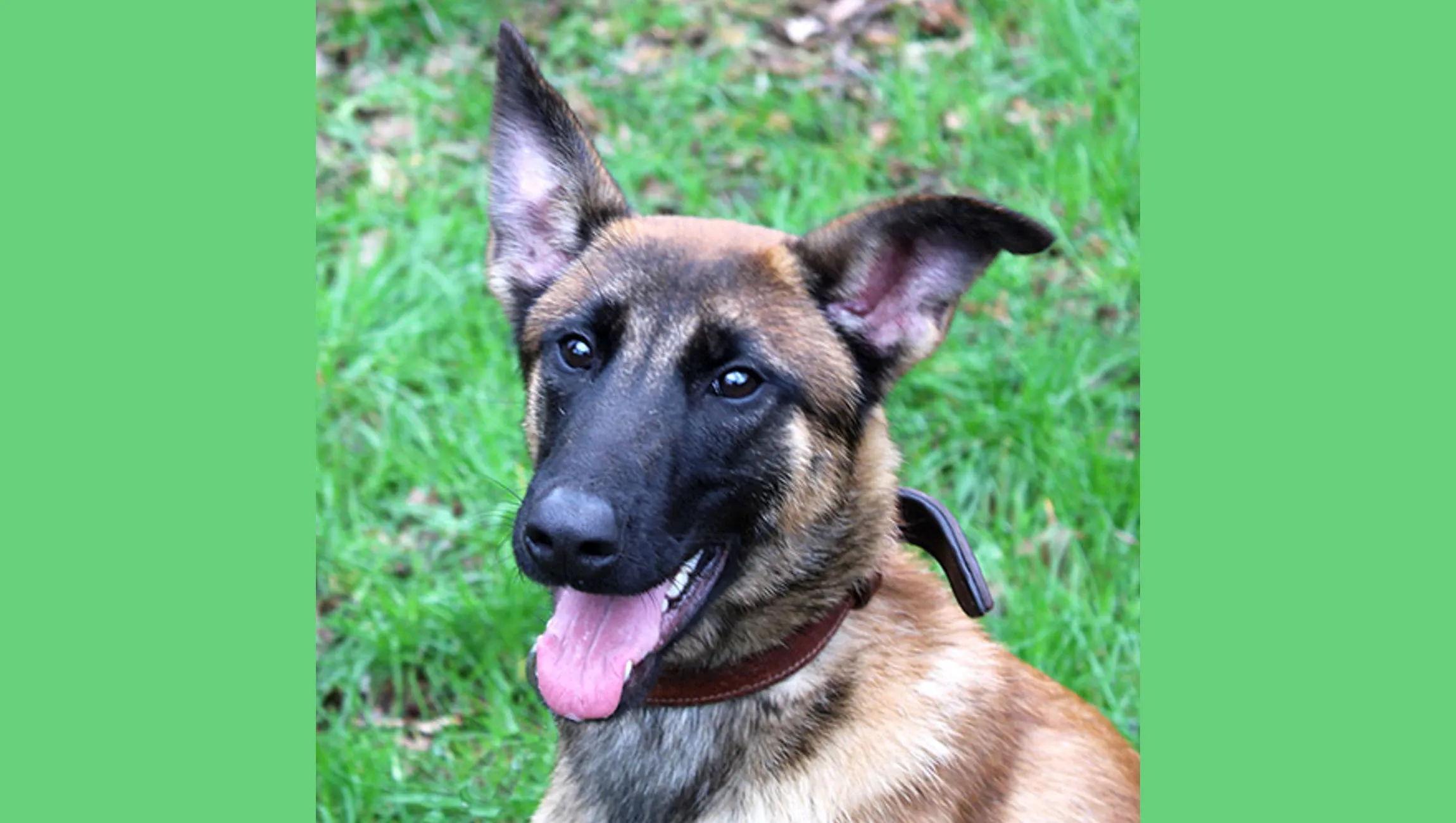 piet dierentehuis arnhem en omstreken