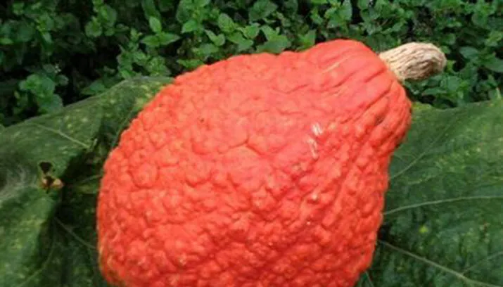 pompoen groei bloei 1