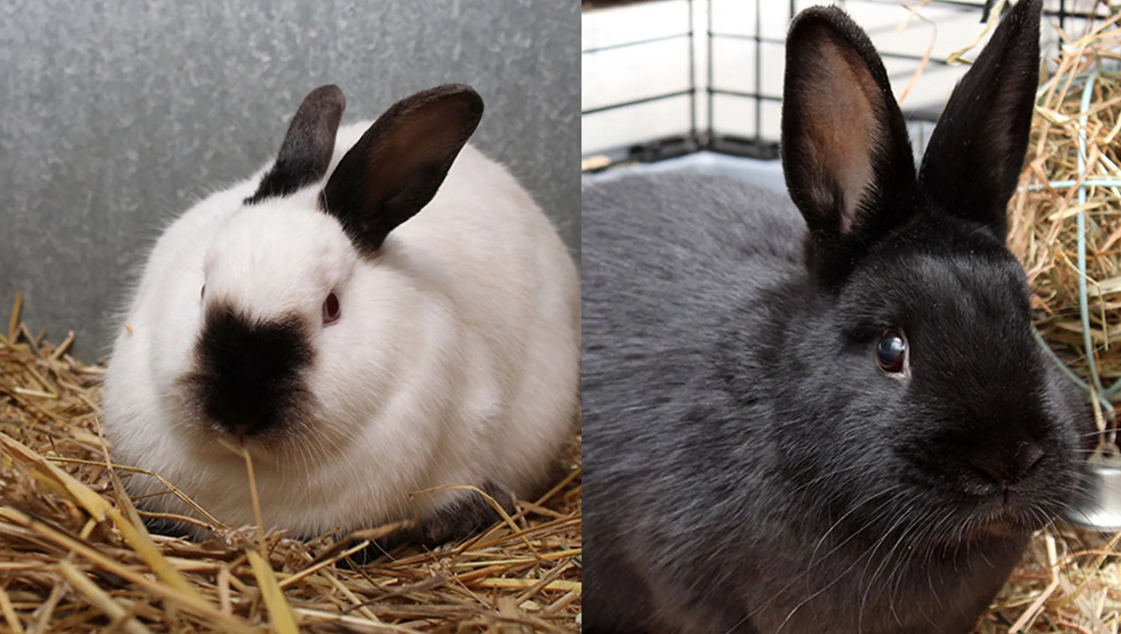 poppy en dropje dierentehuis arnhem en omstreken