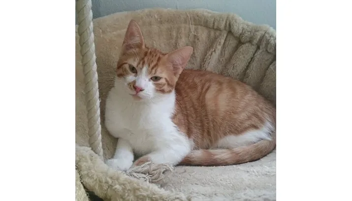 pretzel 23480 site nieuw