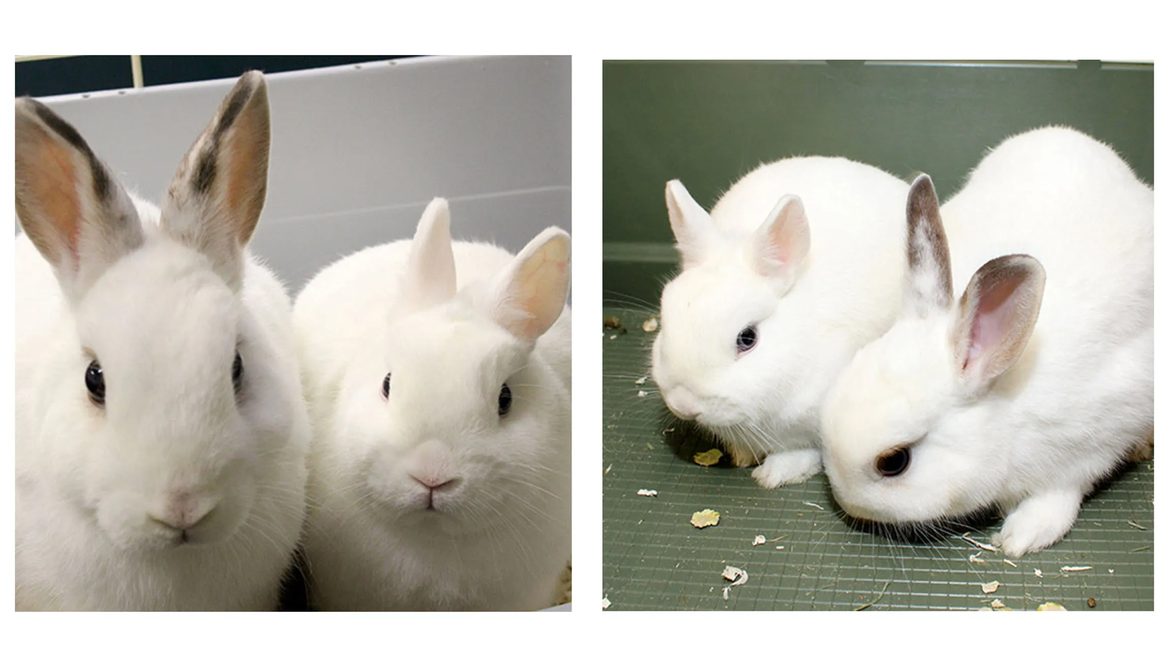 pretzel munt dierentehuis arnhem en omstreken