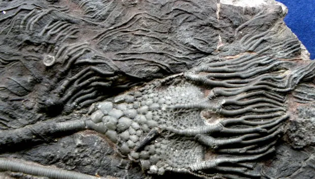 qsq73gw7zfu8fai0hvy8f9yf3 grote zeelelie marokko detail3 kopie