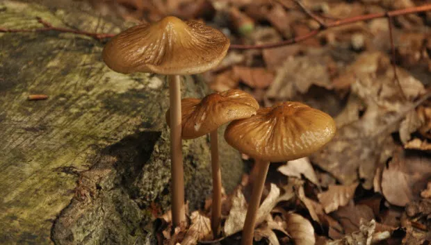 r8vepebg87ml1n0v7efu6rd9d paddenstoelen