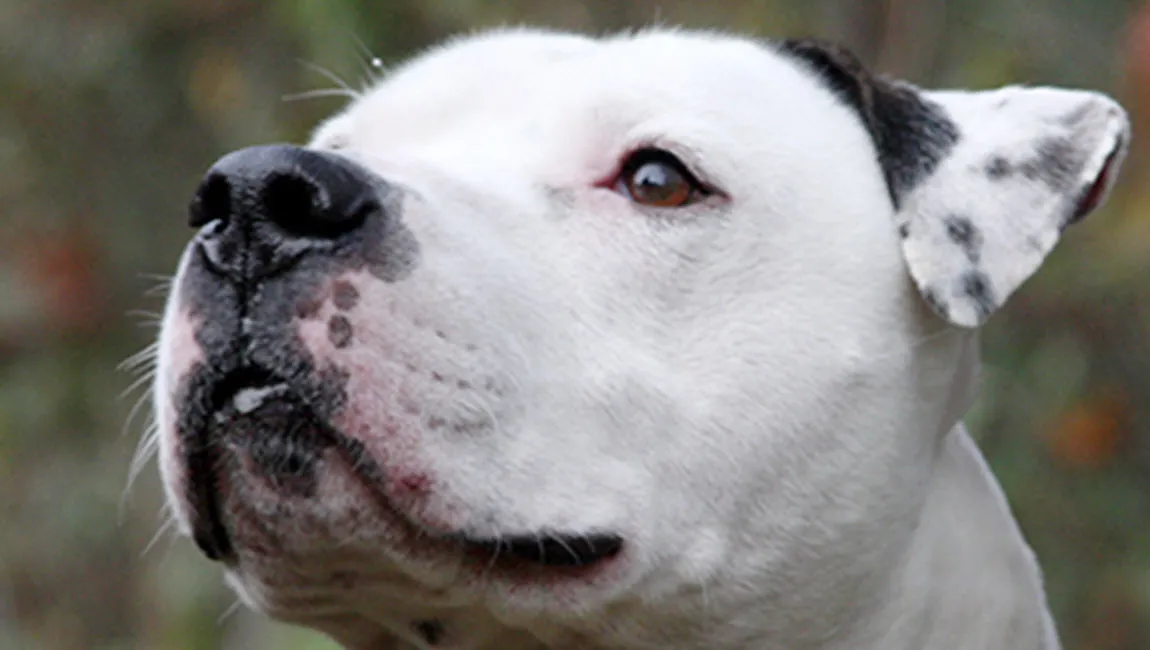 rambo dierentehuis arnhem en omstreken
