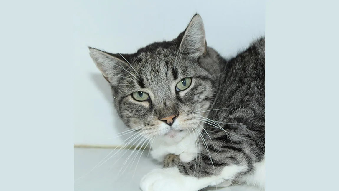 rambo dierentehuis arnhem en omstreken3
