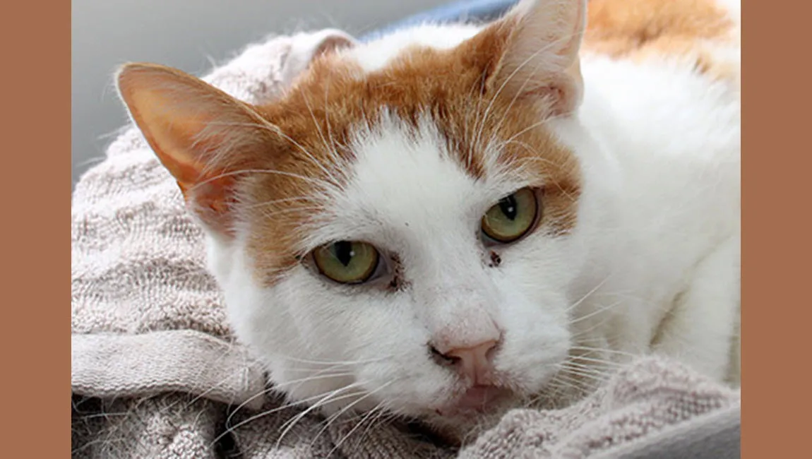 ready dierentehuis arnhem en omstreken