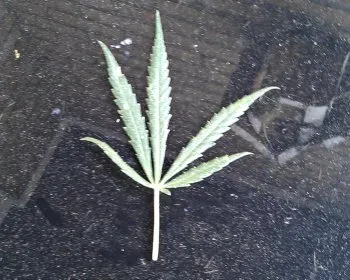 redjaim7foo4vchu98ash8s7l 150807