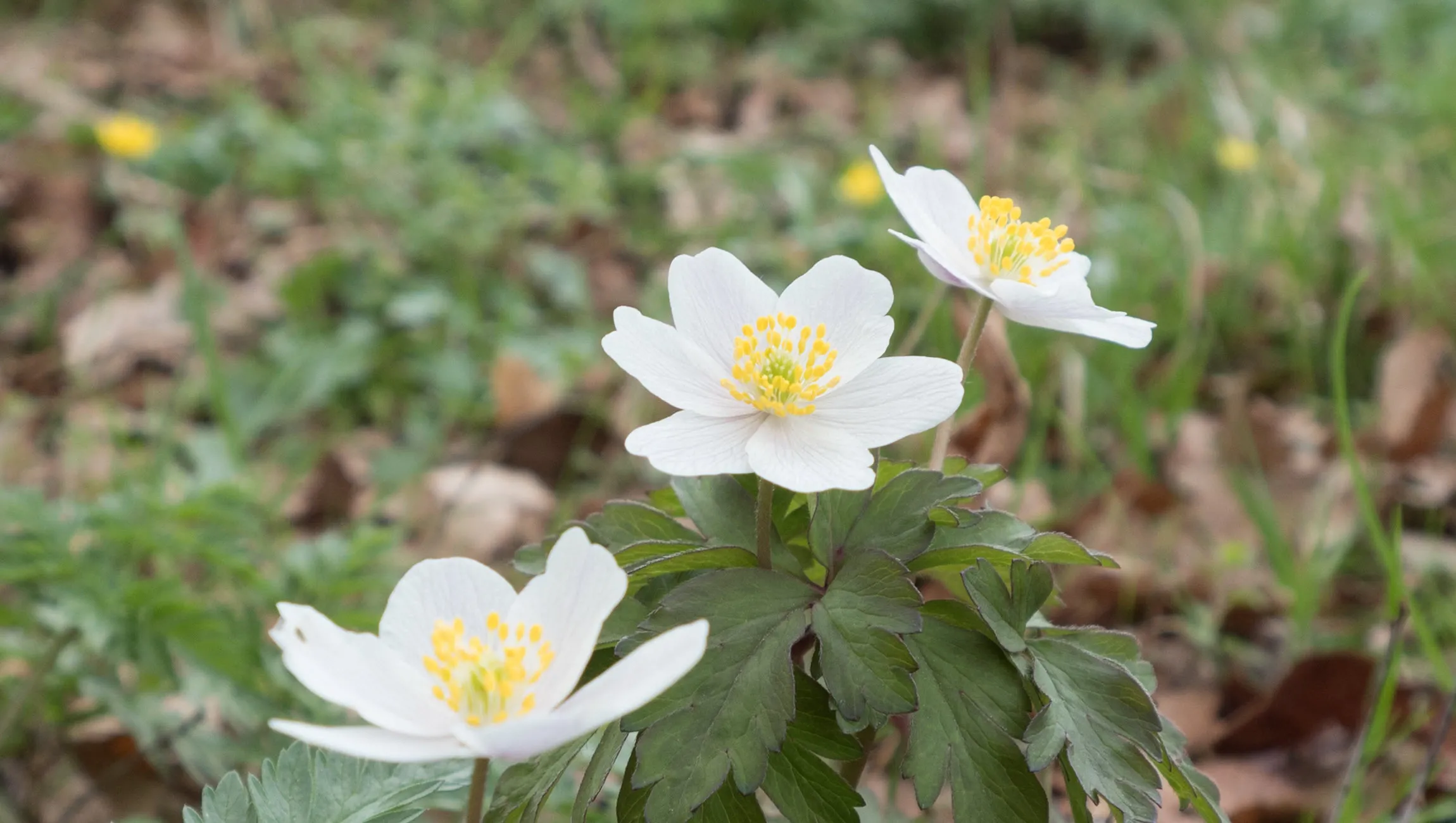 rondje spankeren corlene van der camp
