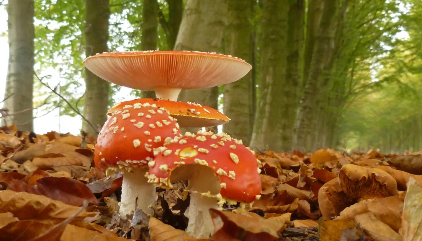 rood met witte stippen janny de jong