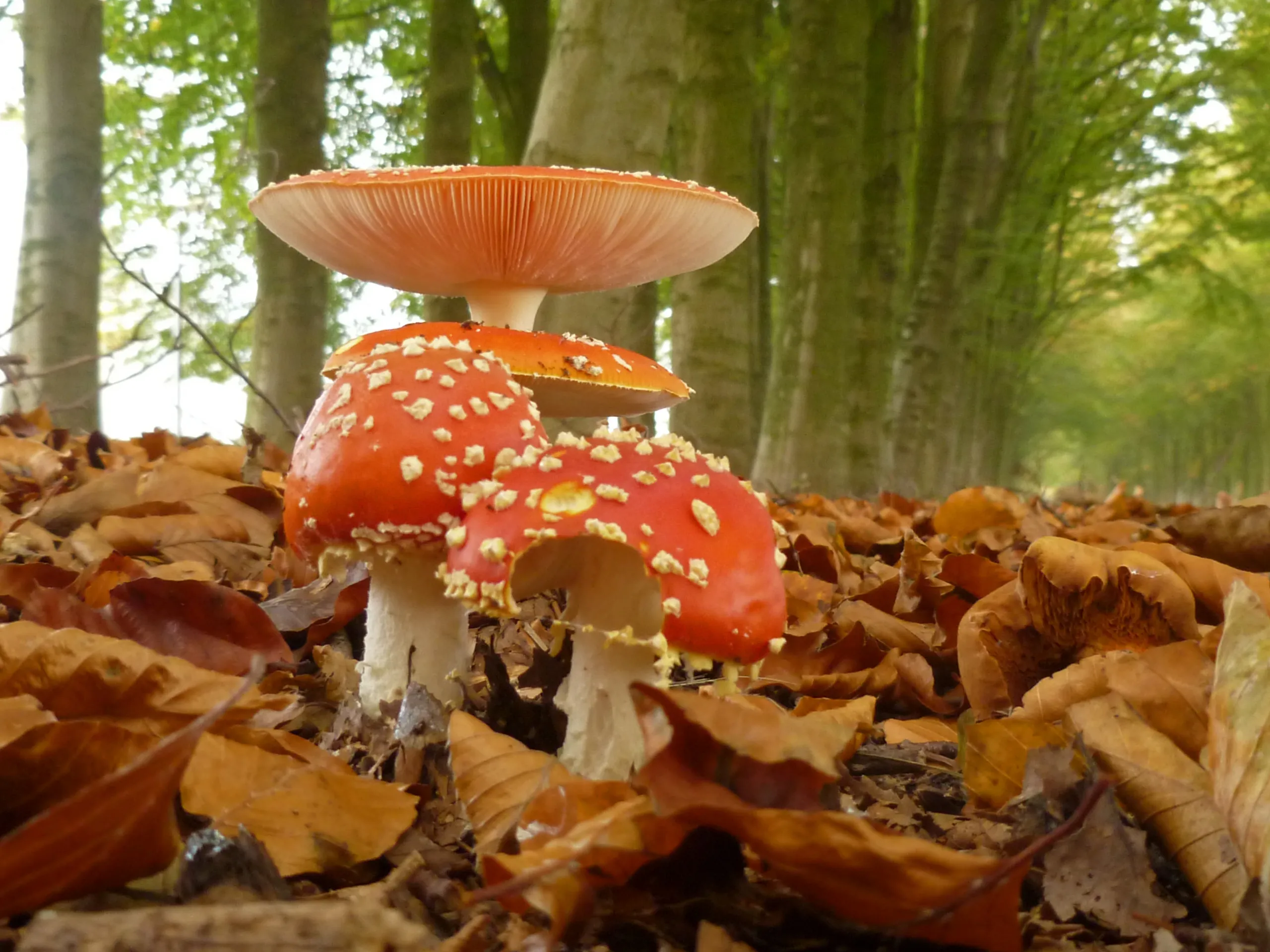 rood met witte stippen