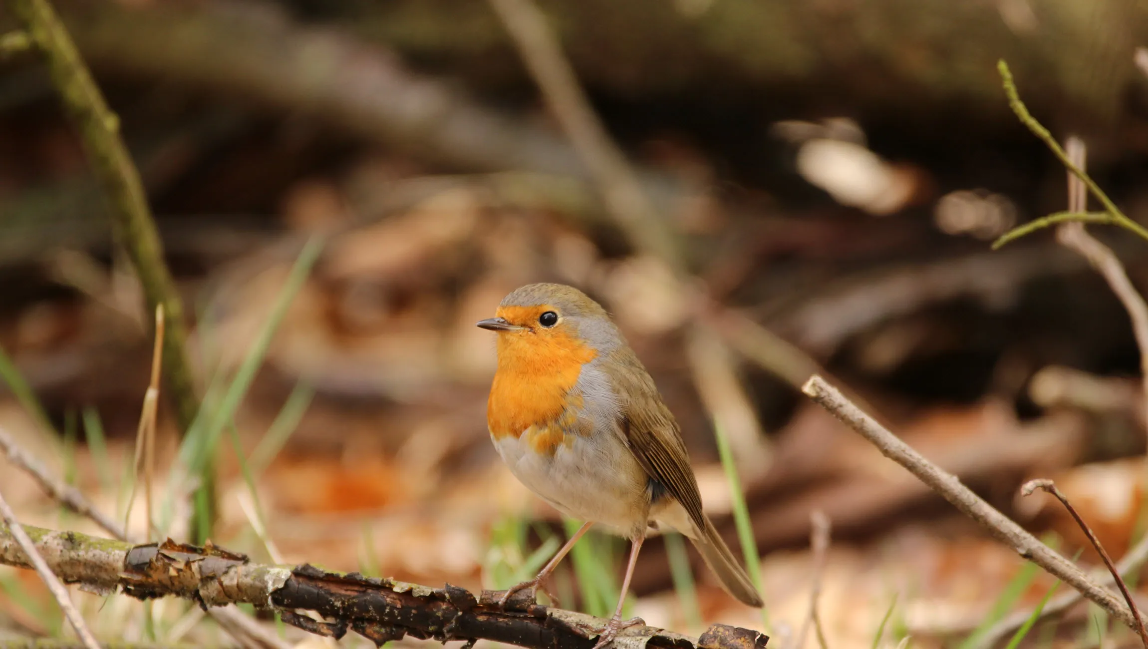 roodborst jaap vette