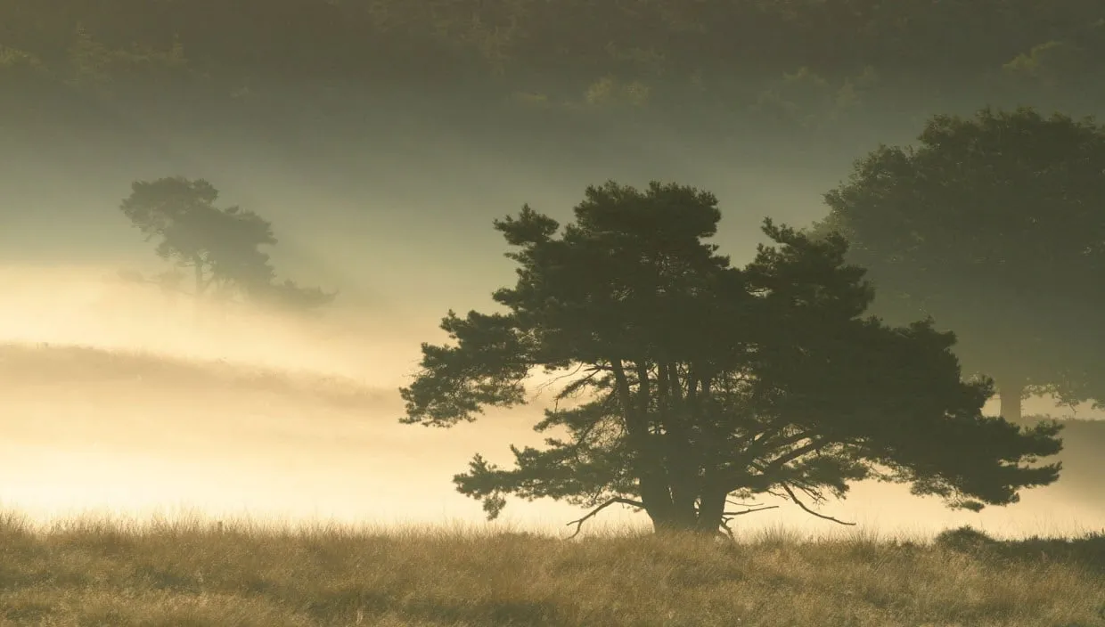 rpjgypu69w3urqbjbbvclrh9p dauwtrappen veluwezoomcor claassens