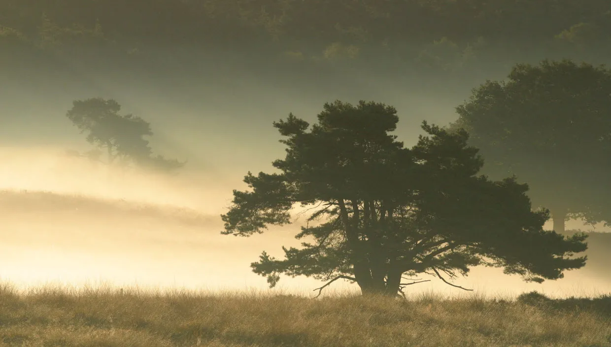 rpjgypu69w3urqbjbbvclrh9p dauwtrappen veluwezoomcor claassens