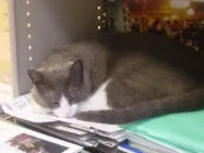 rq0agd8id4af9utokhqw0ufph 212858