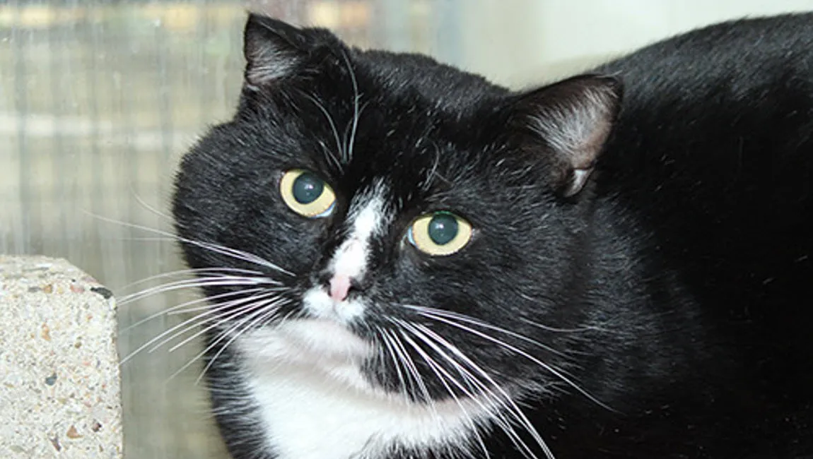 scar dierentehuis arnhem en omstreken