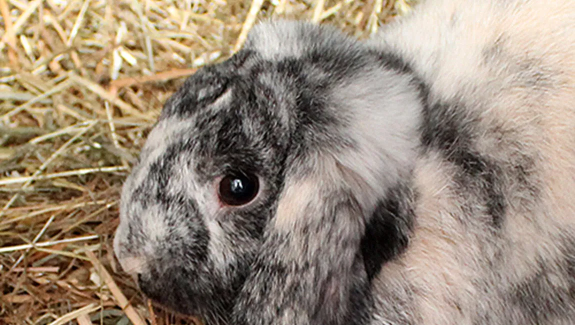 stilton dierentehuis arnhem en omstreken
