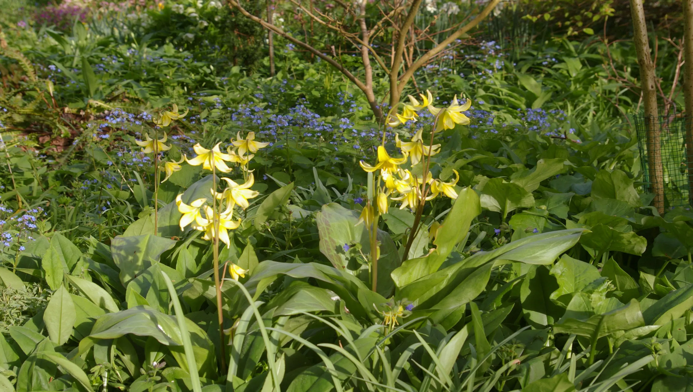 stinzenplanten groei bloei veluwezoom