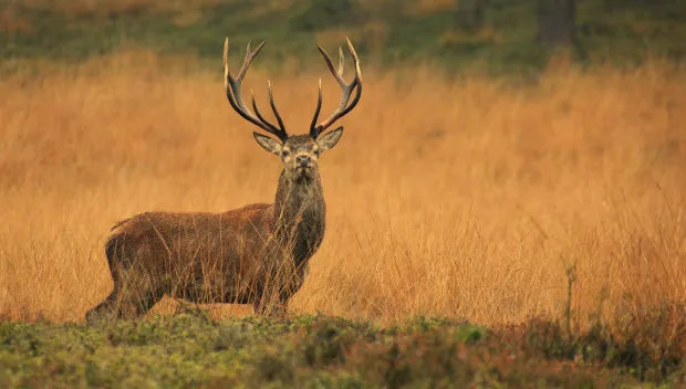 sza4lz2f25gyxdz1qle41nx35 middachten loenermark heidensklep rob van het zelfde 2014