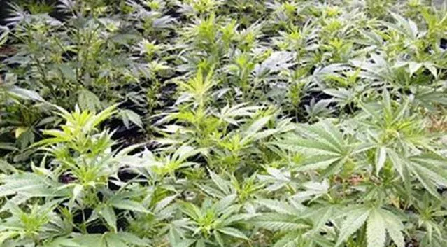 td94fop1b9hjrkwa76s776qzf hennep 3