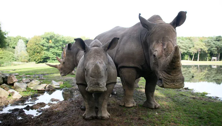 theo kruse koninklijke burgers zoo breedlipneushoorns