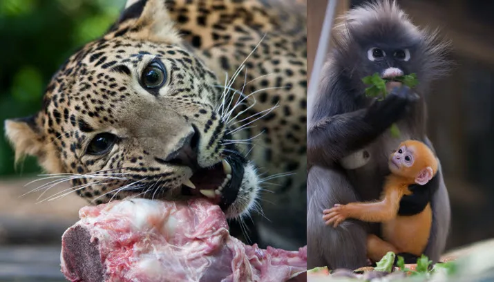 theo kruse koninklijke burgers zoo