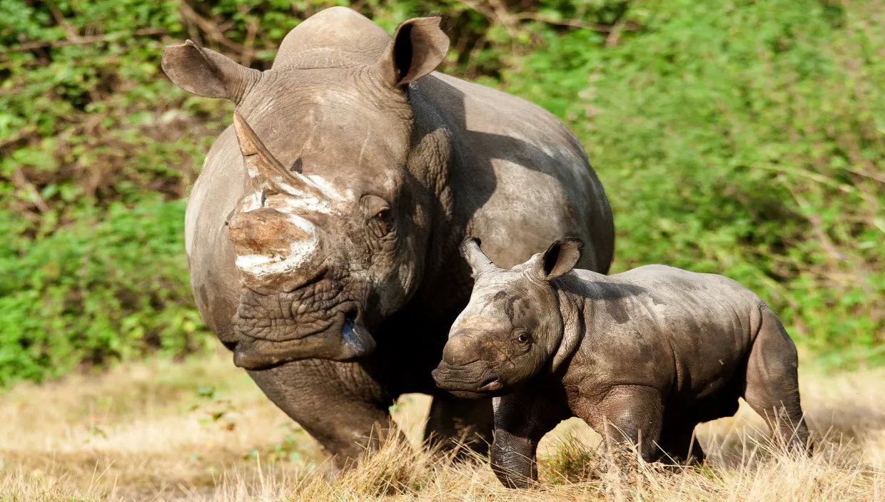 titk30dsc75gwbakbns1db6gd theo kruse koninklijke burgers zoo neushoornmetjong