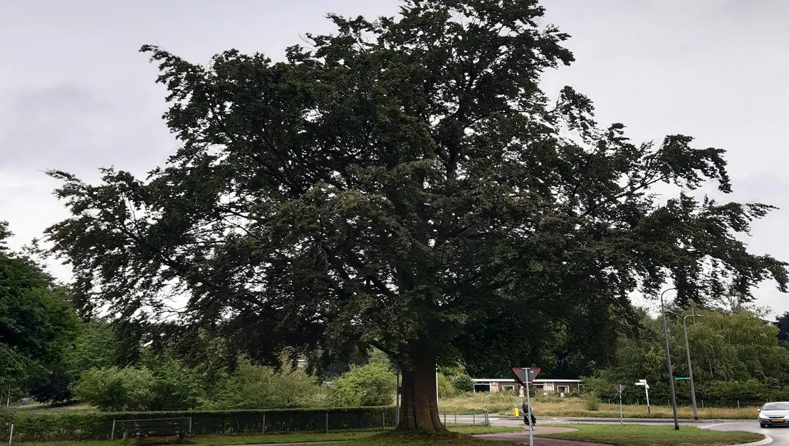 treetag pius floris boomverzorging