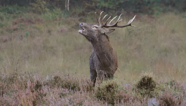uh8wjt3uz7qg95au35gvrbblz edelhert burlend op de heide rob van t zelfde