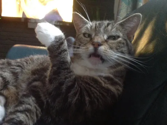 uo2j9ywv7yl9rn2zh5h8xk8jg wiske hugo