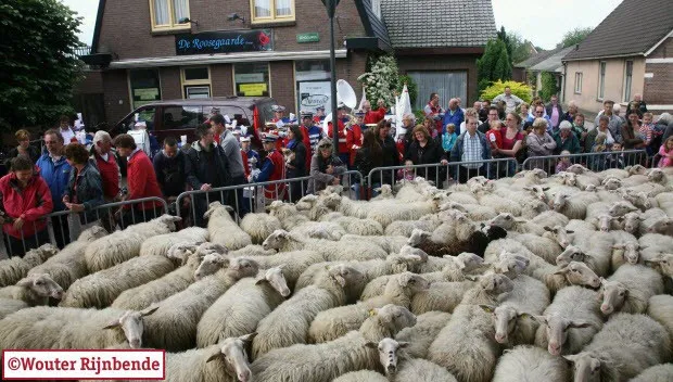 vbevzq2ge1bhedvcbuvvirujv schaapscheerde