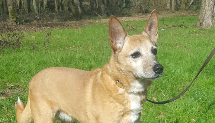 vera dierentehuis arnhem eo