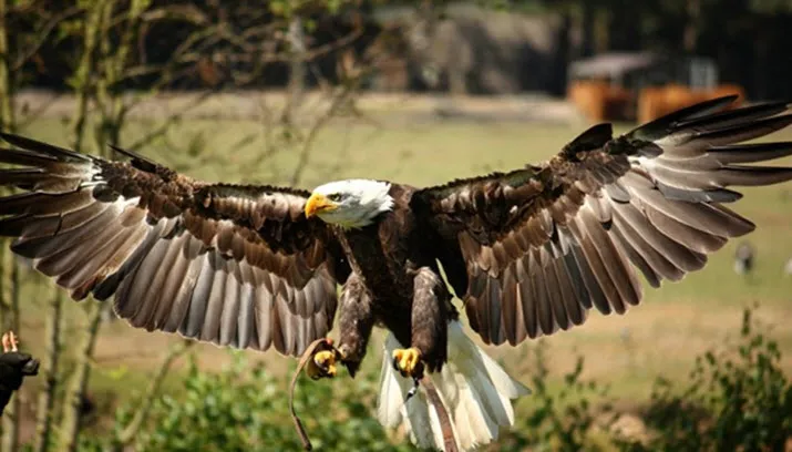 vitesse2
