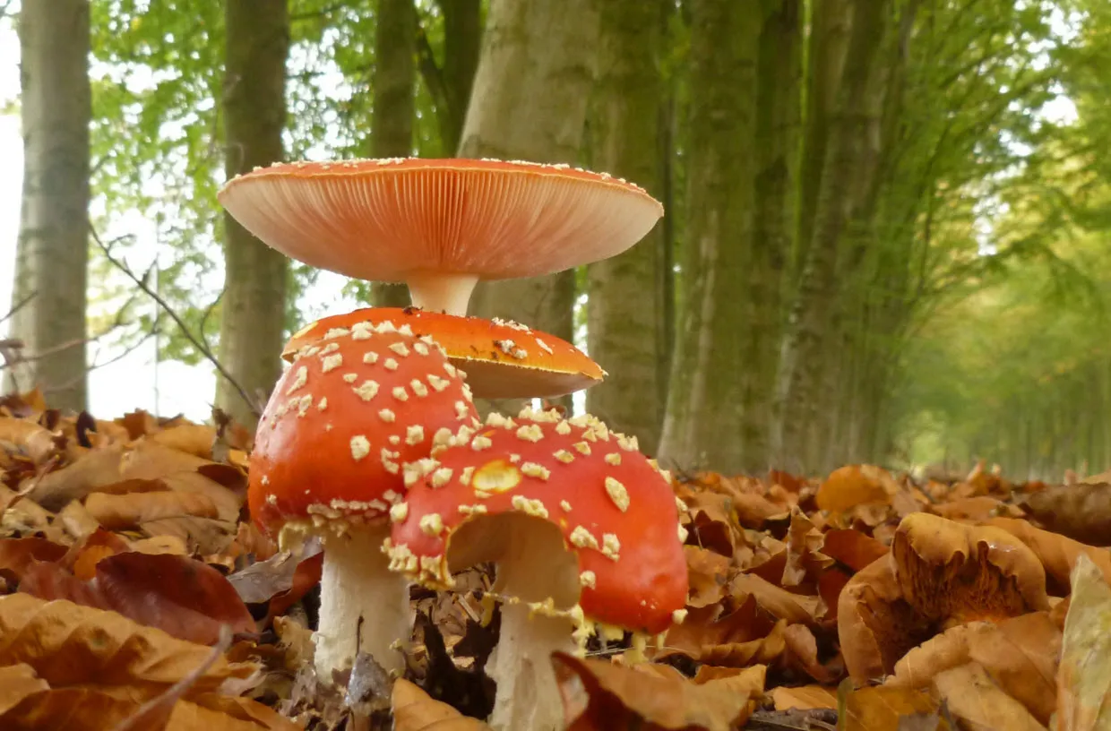 vliegenzwam jannie de jong