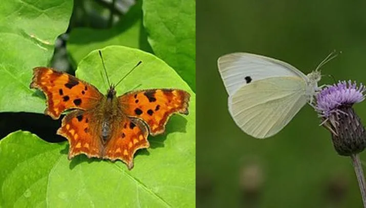 vlinderlezing groei bloei veluwezoom