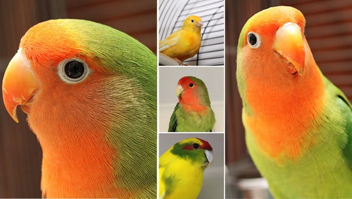 vogels dierentehuis arnhem en omstreken