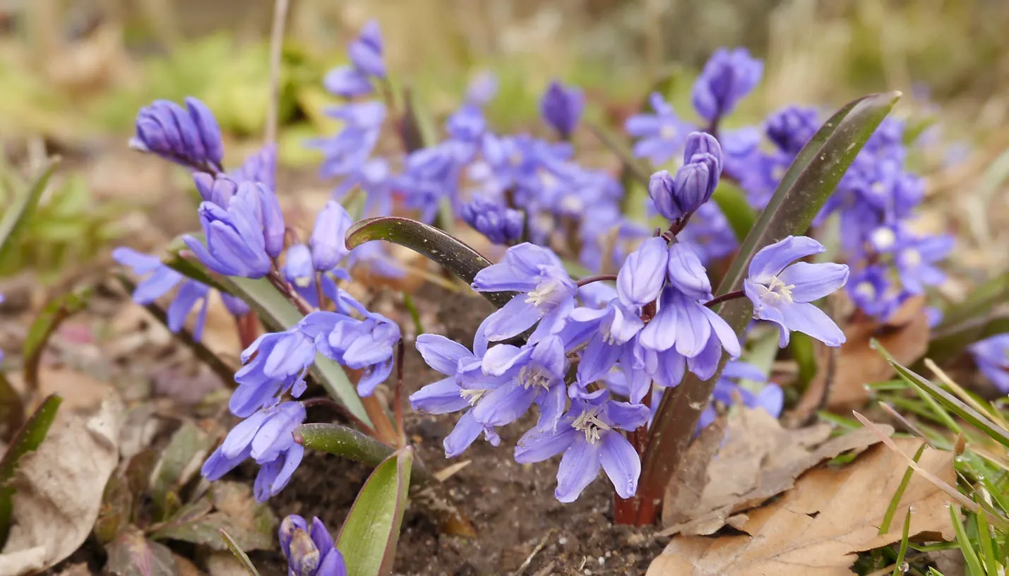 voorjaar jannie de jong