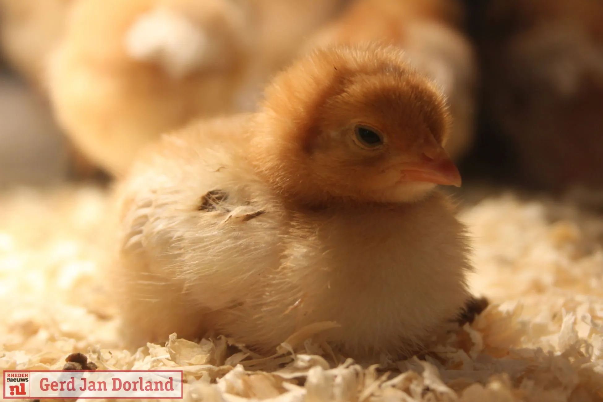 voorjaarsmarkt rhederhof 2019 24