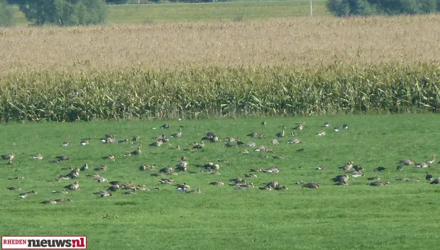 w16tp23atdinuy2msuabbtmvs kolgans 620x353