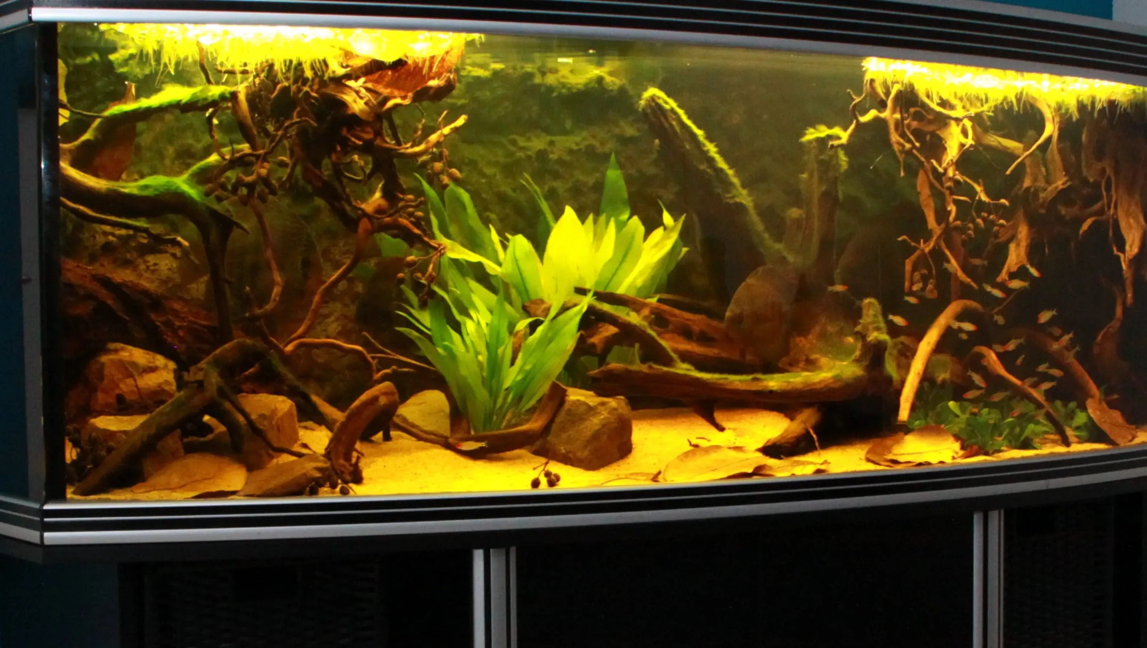 wat hebben wij een mooie hobby aquariumvereniging hortus aquatilis