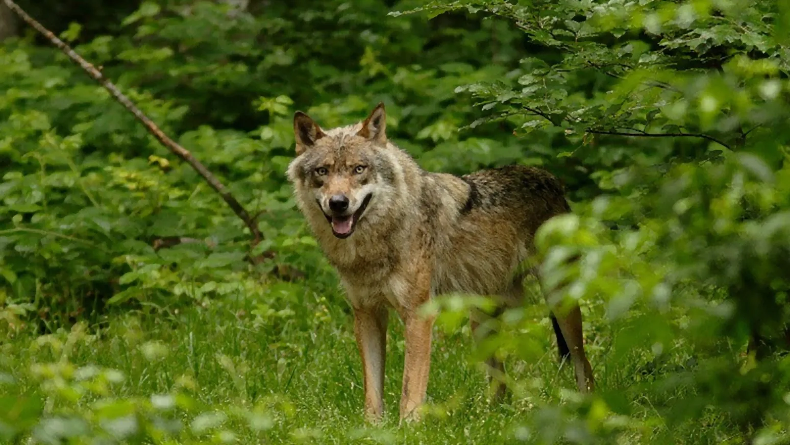 wolf provincie gelderland