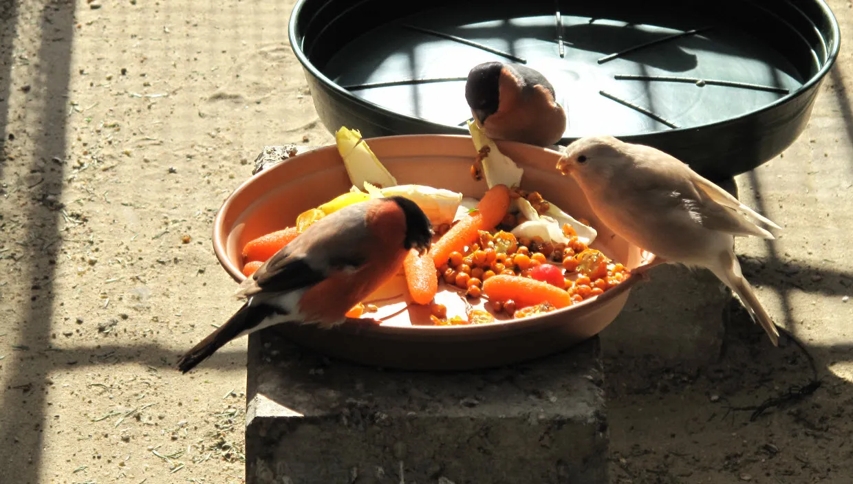 xjgcq7a9bk3cuc2lnpxwsxo9p zangvogels