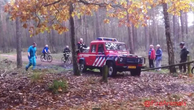 y41pqc65bunjeqhgfgpwq6td1 fireanimals