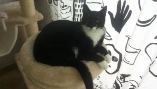 ya7ii6l422b0jyihdzikz4glr pukkel