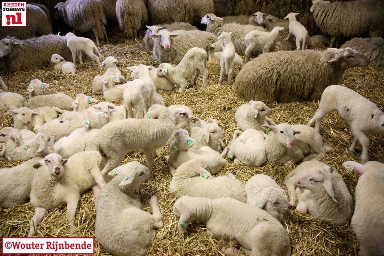 yivoukp976783y93xr2ykx87h 2014 03 01 adopteren lammetjes rhedense schaapskudde wouter035