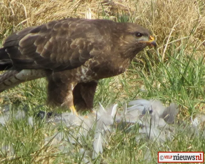 ym3yons2zb3iierxdwj8oajl0 224015